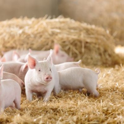 a group of piglets stand in straw with a bale of straw behind them